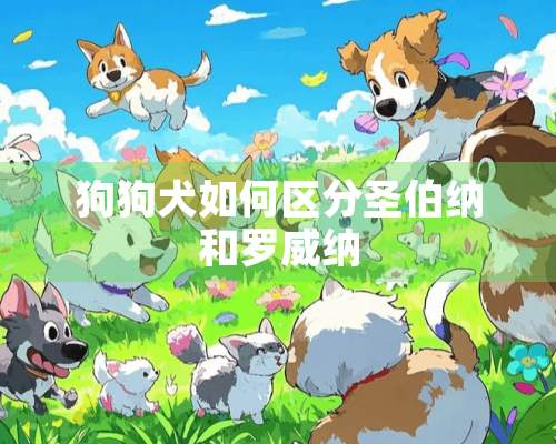 狗狗犬如何区分圣伯纳和罗威纳