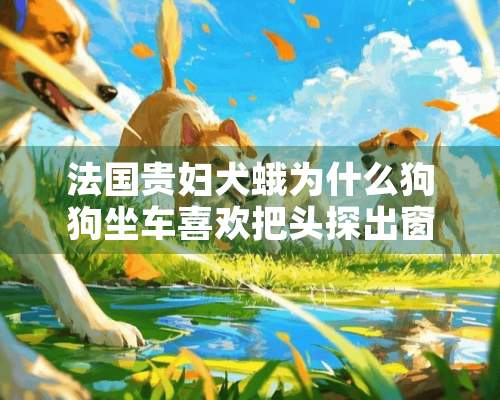 法国贵妇犬蛾为什么狗狗坐车喜欢把头探出窗外