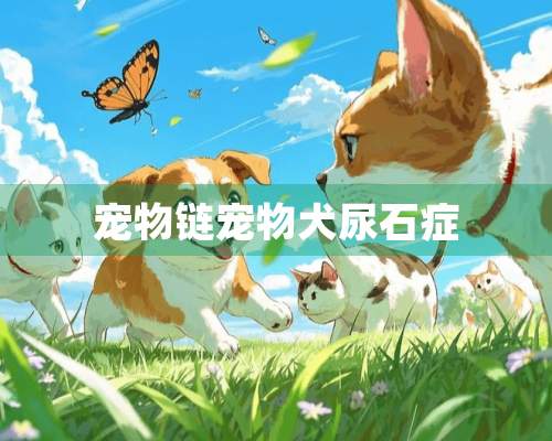 宠物链宠物犬尿石症