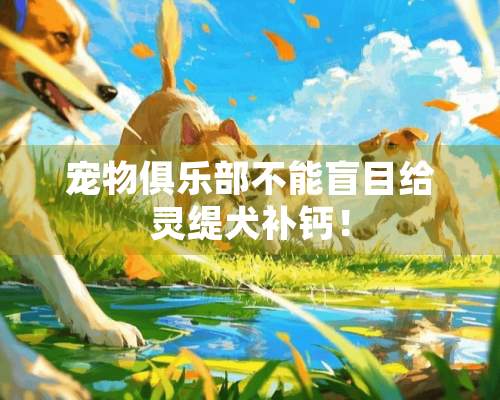 宠物俱乐部不能盲目给灵缇犬补钙！