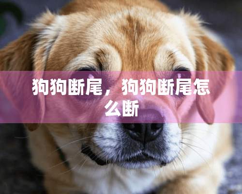 狗狗断尾，狗狗断尾怎么断