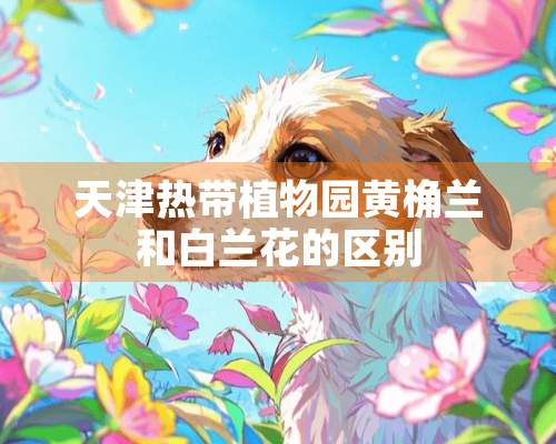 天津热带植物园黄桷兰和白兰花的区别