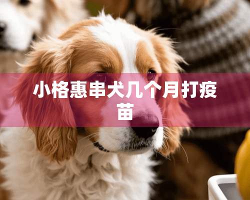 小格惠串犬几个月打疫苗