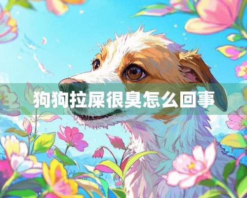 狗狗拉屎很臭怎么回事