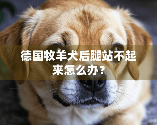 德国牧羊犬后腿站不起来怎么办？