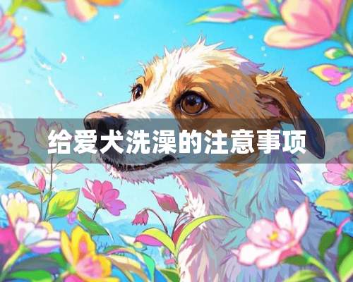 给爱犬洗澡的注意事项