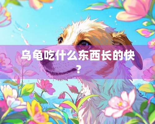 乌龟吃什么东西长的快？