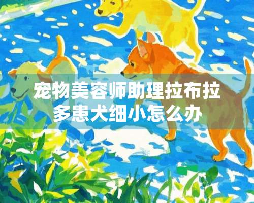 宠物美容师助理拉布拉多患犬细小怎么办