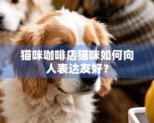 猫咪咖啡店猫咪如何向人表达友好？