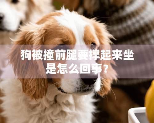 狗被撞前腿要撑起来坐是怎么回事？