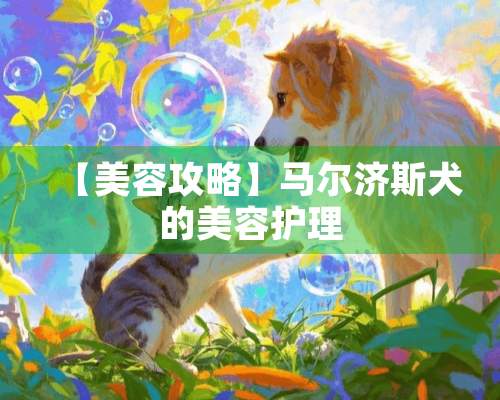 【美容攻略】马尔济斯犬的美容护理