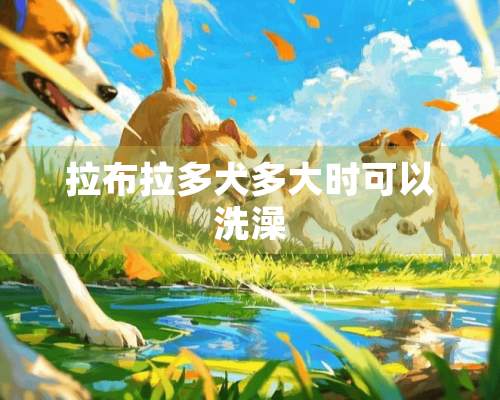 拉布拉多犬多大时可以洗澡