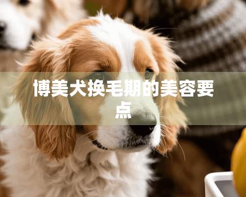 博美犬换毛期的美容要点