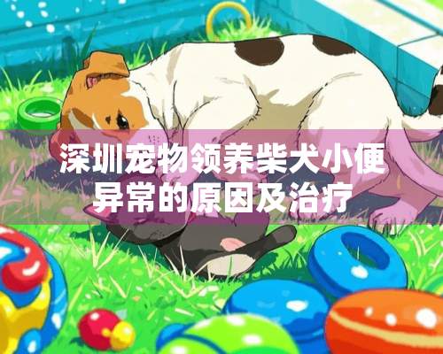 深圳宠物领养柴犬小便异常的原因及治疗