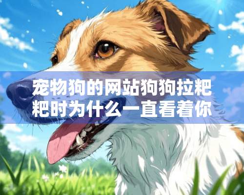 宠物狗的网站狗狗拉粑粑时为什么一直看着你