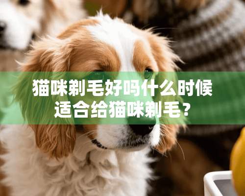 猫咪剃毛好吗什么时候适合给猫咪剃毛？