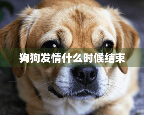 狗狗**什么时候结束