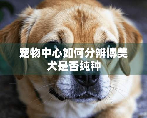 宠物中心如何分辨博美犬是否纯种