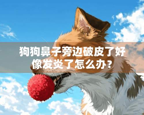 狗狗鼻子旁边破皮了好像发炎了怎么办？