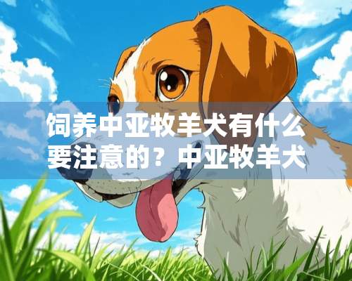 饲养中亚牧羊犬有什么要注意的？中亚牧羊犬的饲养护理要点