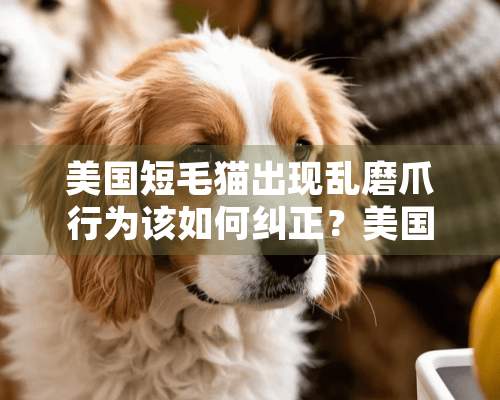 美国短毛猫出现乱磨爪行为该如何纠正？美国短毛猫挑食怎么办？