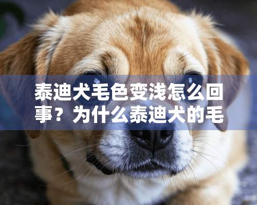 泰迪犬毛色变浅怎么回事？为什么泰迪犬的毛色会变浅？