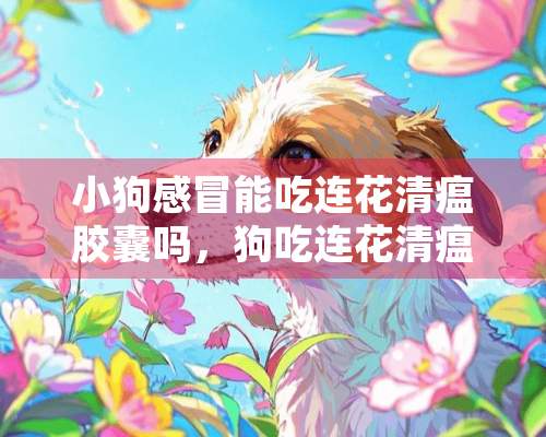 小狗感冒能吃连花清瘟胶囊吗，狗吃连花清瘟胶囊能治好感冒吗