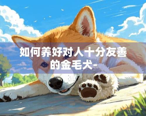 如何养好对人十分友善的金毛犬-