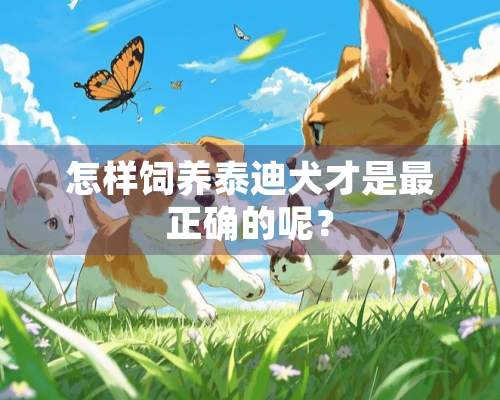 怎样饲养泰迪犬才是最正确的呢？