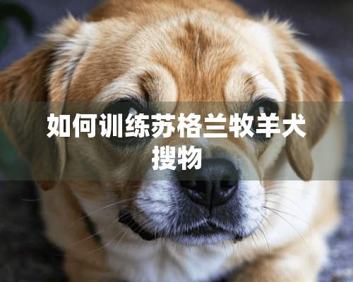 如何训练苏格兰牧羊犬搜物