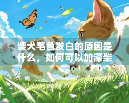 柴犬毛色发白的原因是什么，如何可以加深柴犬的毛色