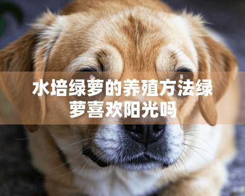 水培绿萝的养殖方法绿萝喜欢阳光吗