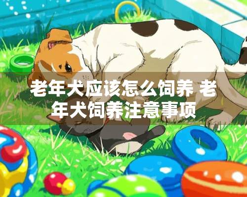 老年犬应该怎么饲养 老年犬饲养注意事项