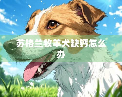 苏格兰牧羊犬缺钙怎么办