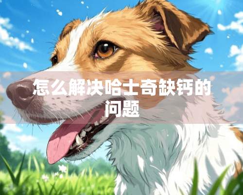 怎么解决哈士奇缺钙的问题