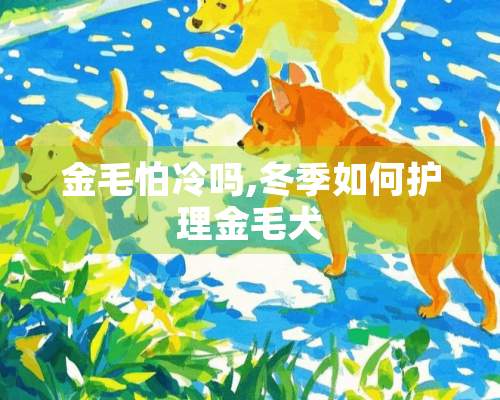 金毛怕冷吗,冬季如何护理金毛犬