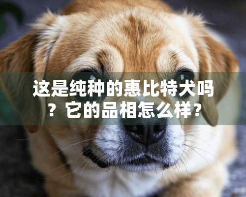 这是纯种的惠比特犬吗？它的品相怎么样？