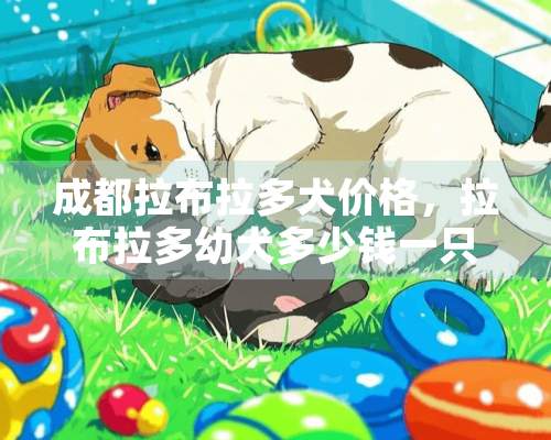 成都拉布拉多犬价格，拉布拉多幼犬多少钱一只