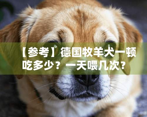 【参考】德国牧羊犬一顿吃多少？一天喂几次？