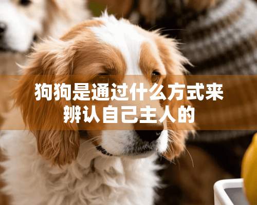 狗狗是通过什么方式来辨认自己主人的