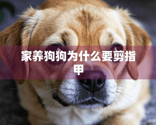 家养狗狗为什么要剪指甲