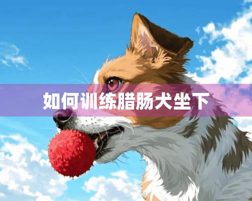 如何训练腊肠犬坐下