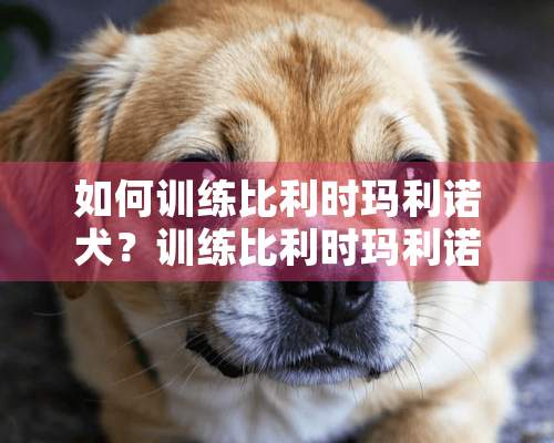 如何训练比利时玛利诺犬？训练比利时玛利诺犬不咬人、护主的方法