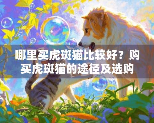 哪里买虎斑猫比较好？购买虎斑猫的途径及选购标准介绍！