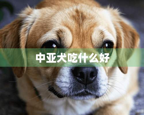 中亚犬吃什么好