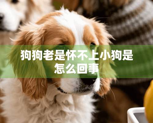 狗狗老是怀不上小狗是怎么回事