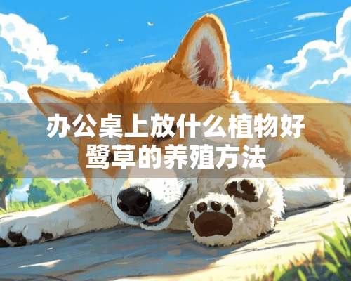 办公桌上放什么植物好鹭草的养殖方法