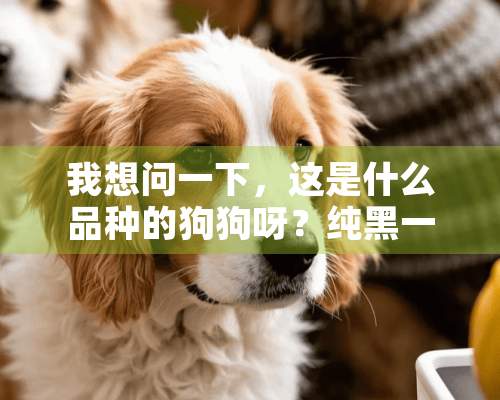 我想问一下，这是什么品种的狗狗呀？纯黑一点杂毛都没有