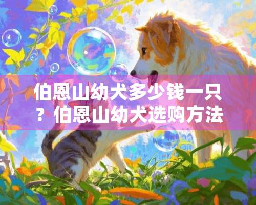 伯恩山幼犬多少钱一只？伯恩山幼犬选购方法