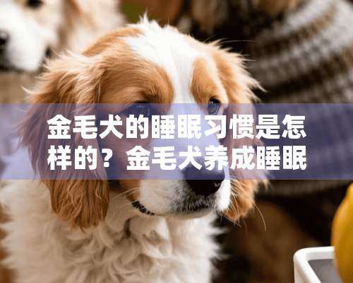 金毛犬的睡眠习惯是怎样的？金毛犬养成睡眠习惯的技巧